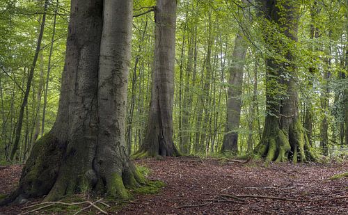 Rustige bosrijke omgeving, omgeven door weelderig groen, Grasten Fores van PhotoCluster
