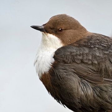 Dipper ( Cinclus cinclus ), hoofdportret, gedetailleerde close-up, mooi uitzicht, wildlife, Europa. van wunderbare Erde