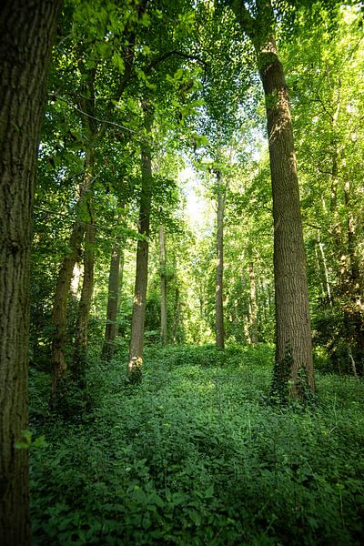 Park Doornburgh (Maarssen) by Roland de Zeeuw