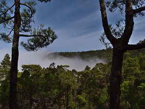 Kiefernwald von Tamadaba, Gran Canaria von Timon Schneider