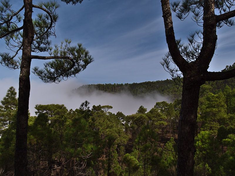 Kiefernwald von Tamadaba, Gran Canaria von Timon Schneider
