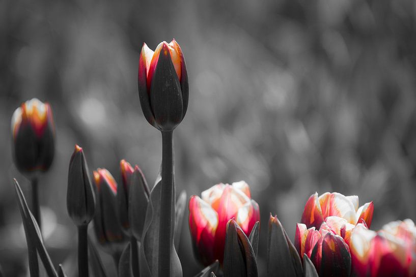 Tulpen von Marco Bakker