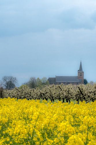 Koolzaadveld met kerk