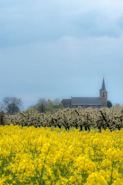 Koolzaadveld met kerk van Moetwil en van Dijk - Fotografie