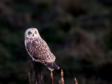 The moment by Vogelvrij fotografie