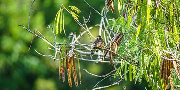oiseau dans la forêt tropicale sur Stefan Havadi-Nagy