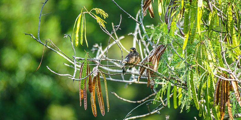 bird in rainforest by Stefan Havadi-Nagy