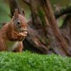 Squirrel in the woods by Tanja van Beuningen