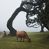 Kuh auf Madeira im Wald von Fanal bei Nebel von Jens Seßler