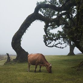 Koe op Madeira in het bos van Fanal bij mistig weer van Jens Seßler