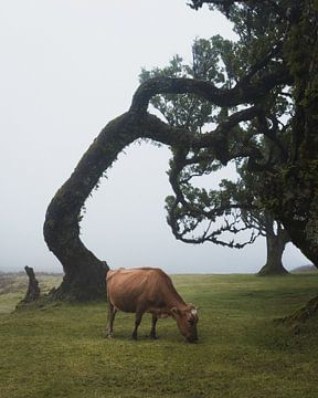 Kuh auf Madeira im Wald von Fanal bei Nebel