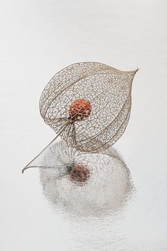 Ruhe und Einfachheit in natürlichen Farben: Eine Lampionpflanze von Marjolijn van den Berg