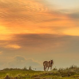 Konik horse in the dunes by Nico Buijs