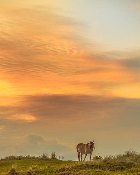 Cheval Konik dans les dunes par Nico Buijs