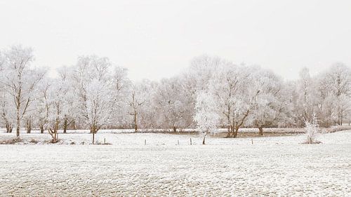 La neige sur les champs