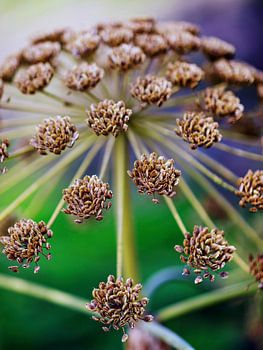 Dynamisch patroon vd zaden vd Reuzenberenklauw