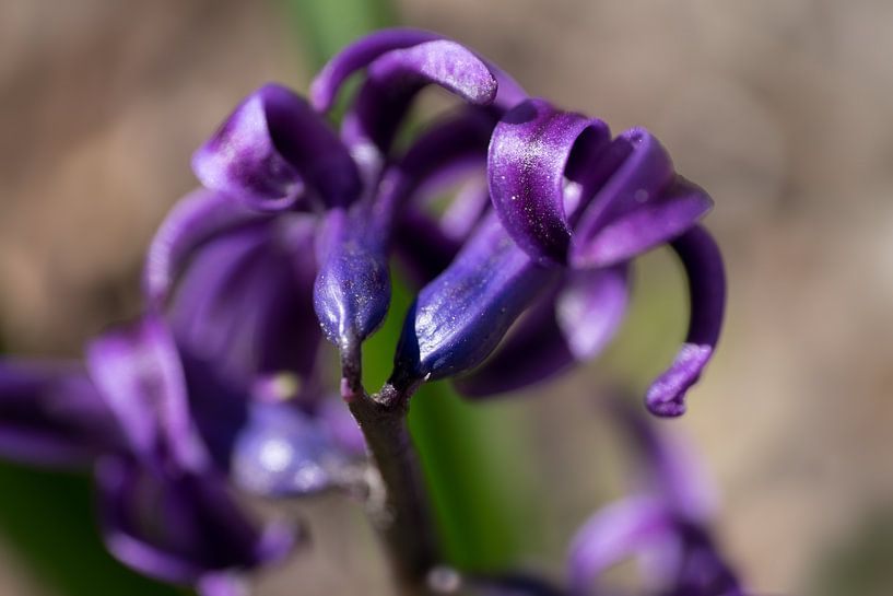 Macro foto van een paarse hyacinth van Henk Vrieselaar