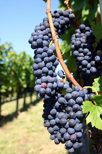 Reiche Traubenernte