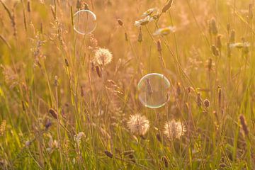 Sommer in einer Blase von astrid mertens