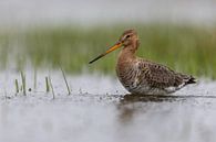 Grutto in het water van Thijs Schouten thumbnail