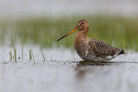 Black-tailed godwit in the water by Thijs Schouten