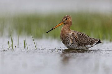 Grutto in het water