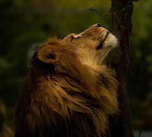 Afrikanischer Löwe in der Sonne.