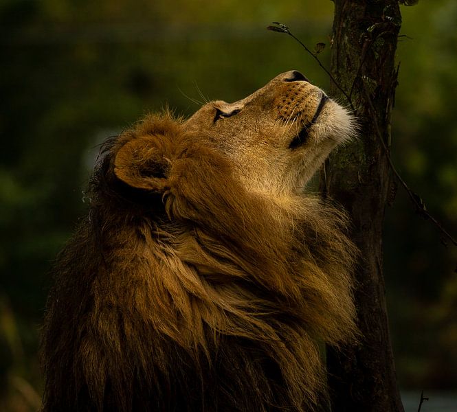 African lion in the sun. by Wouter Van der Zwan