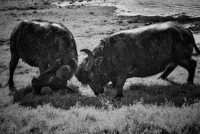 Buffle d'eau par Monique Verlouw