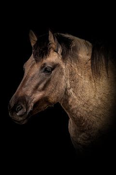 Paarden: portret konik paard met zwarte achtergrond