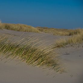 Gras in de duinen van Martijn Tilroe
