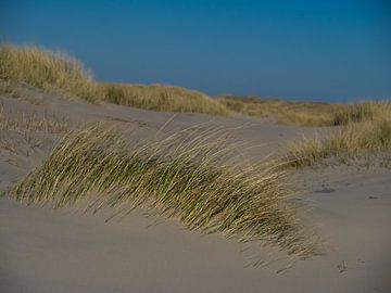 Gras in de duinen van Martijn Tilroe