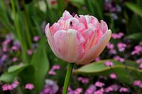 Een roze tulp met een vleugje op zijn... ?