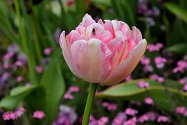 A pink tulip with a touch on its... ? by Corine Dekker