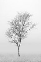 Minimalist photo of a birch tree on the heath in the mist.
