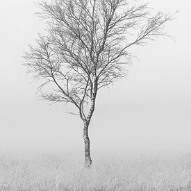 Minimalistische foto van een berkenboom op de heide in de mist. van Patrick van Os