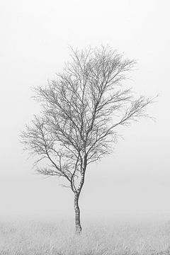 Minimalistisches Foto einer Birke in der Heide im Nebel.