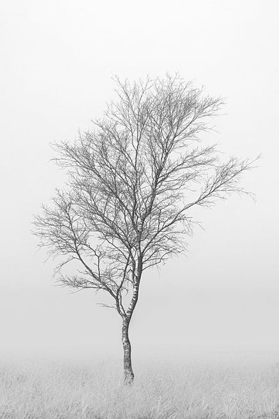 Photo minimaliste d'un bouleau sur la lande dans la brume. sur Patrick van Os