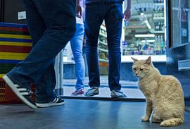Shopcat, Amsterdam