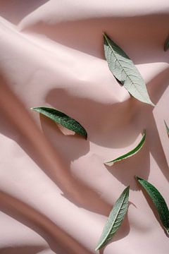 Green on pink, leaf on fabric still life by An en Flor