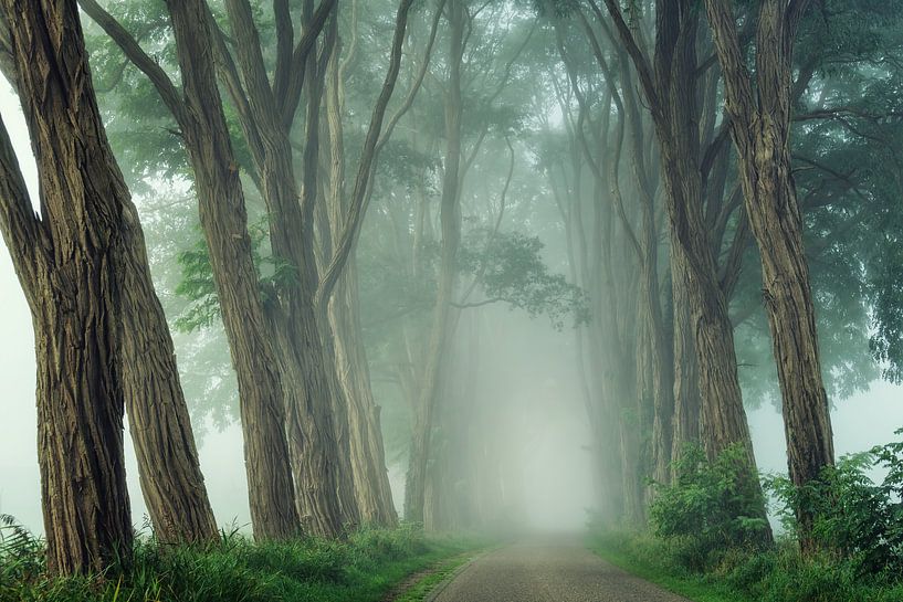 Acacias in the fog by Martin Podt