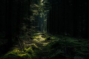 Wald & Wiesen
