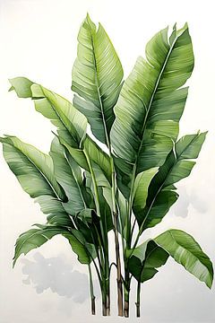 Banana leaves by Uncoloredx12