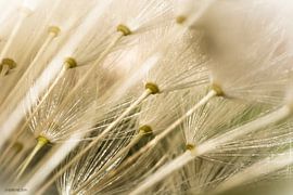 Florets in the sun 4