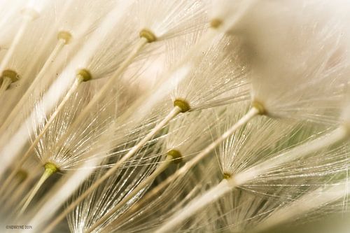 Florets in the sun 4