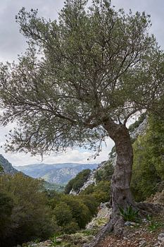 Eenzame olijfboom met uitzicht