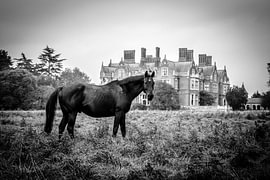Black Horse with Manor House in the background by Armen Sarkissian