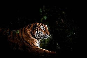 Tigre