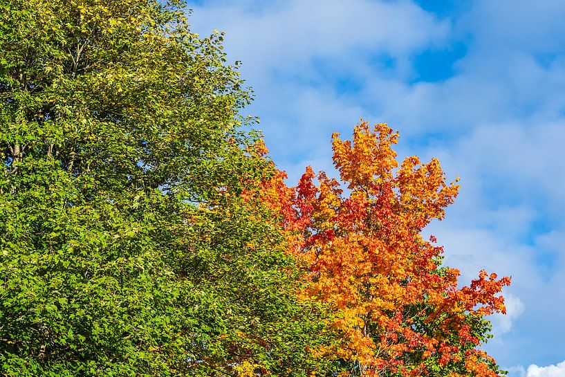Blick auf herbstlich gefärbte Bäume in der Hansestadt Rostock von Rico Ködder