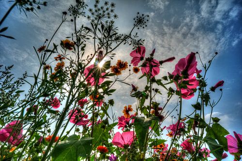 Gartenblumen im Blickwinkel